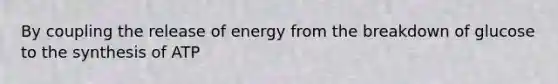 By coupling the release of energy from the breakdown of glucose to the synthesis of ATP