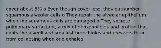 cover about 5% o Even though cover less, they outnumber squamous alveolar cells o They repair the alveolar epithelium when the squamous cells are damaged o They secrete pulmonary surfactant, a mix of phospholipids and protein that coats the alveoli and smallest bronchioles and prevents them from collapsing when one exhales