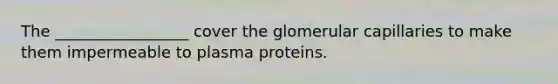 The _________________ cover the glomerular capillaries to make them impermeable to plasma proteins.