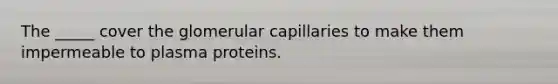 The _____ cover the glomerular capillaries to make them impermeable to plasma proteins.