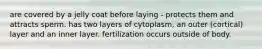 are covered by a jelly coat before laying - protects them and attracts sperm. has two layers of cytoplasm, an outer (cortical) layer and an inner layer. fertilization occurs outside of body.