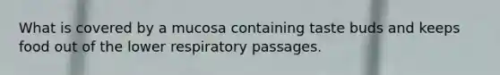 What is covered by a mucosa containing taste buds and keeps food out of the lower respiratory passages.