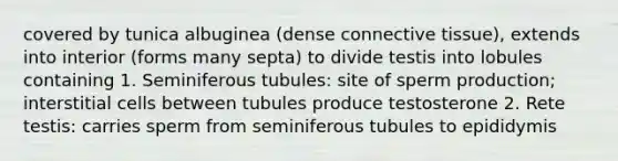 covered by tunica albuginea (dense connective tissue), extends into interior (forms many septa) to divide testis into lobules containing 1. Seminiferous tubules: site of sperm production; interstitial cells between tubules produce testosterone 2. Rete testis: carries sperm from seminiferous tubules to epididymis