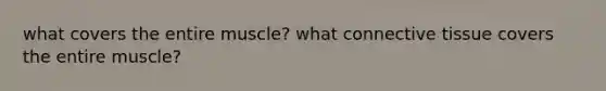 what covers the entire muscle? what connective tissue covers the entire muscle?