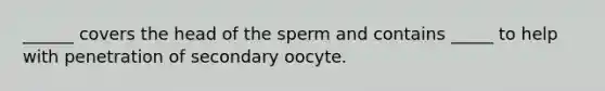 ______ covers the head of the sperm and contains _____ to help with penetration of secondary oocyte.