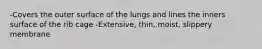 -Covers the outer surface of the lungs and lines the inners surface of the rib cage -Extensive, thin, moist, slippery membrane