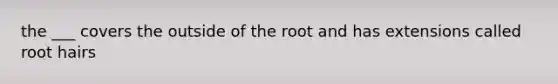 the ___ covers the outside of the root and has extensions called root hairs