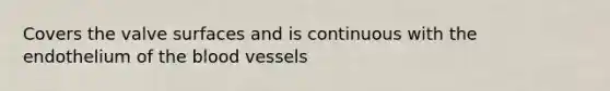 Covers the valve surfaces and is continuous with the endothelium of the blood vessels