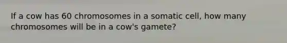 If a cow has 60 chromosomes in a somatic cell, how many chromosomes will be in a cow's gamete?