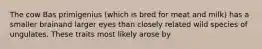 The cow Bas primigenius (which is bred for meat and milk) has a smaller brainand larger eyes than closely related wild species of ungulates. These traits most likely arose by