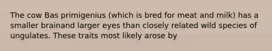 The cow Bas primigenius (which is bred for meat and milk) has a smaller brainand larger eyes than closely related wild species of ungulates. These traits most likely arose by