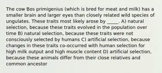 The cow Bos primigenius (which is bred for meat and milk) has a smaller brain and larger eyes than closely related wild species of ungulates. These traits most likely arose by _____. A) natural selection, because these traits evolved in the population over time B) natural selection, because these traits were not consciously selected by humans C) artificial selection, because changes in these traits co-occurred with human selection for high milk output and high muscle content D) artificial selection, because these animals differ from their close relatives and common ancestor