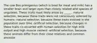 The cow Bos primigenius (which is bred for meat and milk) has a smaller brain and larger eyes than closely related wild species of ungulates. These traits most likely arose by _____. -natural selection, because these traits were not consciously selected by humans -natural selection, because these traits evolved in the population over time -artificial selection, because changes in these traits co-occurred with human selection for high milk output and high muscle content -artificial selection, because these animals differ from their close relatives and common ancestor