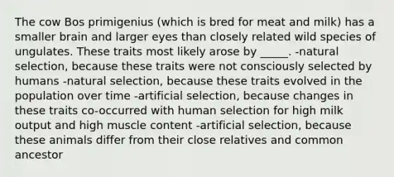 The cow Bos primigenius (which is bred for meat and milk) has a smaller brain and larger eyes than closely related wild species of ungulates. These traits most likely arose by _____. -natural selection, because these traits were not consciously selected by humans -natural selection, because these traits evolved in the population over time -artificial selection, because changes in these traits co-occurred with human selection for high milk output and high muscle content -artificial selection, because these animals differ from their close relatives and common ancestor