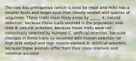 The cow Bos primigenius (which is bred for meat and milk) has a smaller brain and larger eyes than closely related wild species of ungulates. These traits most likely arose by _____. A. natural selection, because these traits evolved in the population over time B. natural selection, because these traits were not consciously selected by humans C. artificial selection, because changes in these traits co-occurred with human selection for high milk output and high muscle content D. artificial selection, because these animals differ from their close relatives and common ancestor