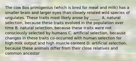 The cow Bos primigenius (which is bred for meat and milk) has a smaller brain and larger eyes than closely related wild species of ungulates. These traits most likely arose by _____. A. natural selection, because these traits evolved in the population over time B. natural selection, because these traits were not consciously selected by humans C. artificial selection, because changes in these traits co-occurred with human selection for high milk output and high muscle content D. artificial selection, because these animals differ from their close relatives and common ancestor