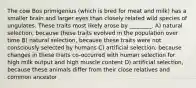 The cow Bos primigenius (which is bred for meat and milk) has a smaller brain and larger eyes than closely related wild species of ungulates. These traits most likely arose by ________. A) natural selection, because these traits evolved in the population over time B) natural selection, because these traits were not consciously selected by humans C) artificial selection, because changes in these traits co-occurred with human selection for high milk output and high muscle content D) artificial selection, because these animals differ from their close relatives and common ancestor