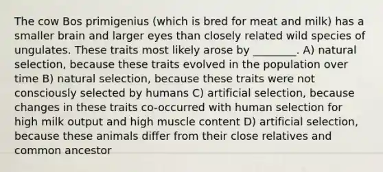 The cow Bos primigenius (which is bred for meat and milk) has a smaller brain and larger eyes than closely related wild species of ungulates. These traits most likely arose by ________. A) natural selection, because these traits evolved in the population over time B) natural selection, because these traits were not consciously selected by humans C) artificial selection, because changes in these traits co-occurred with human selection for high milk output and high muscle content D) artificial selection, because these animals differ from their close relatives and common ancestor