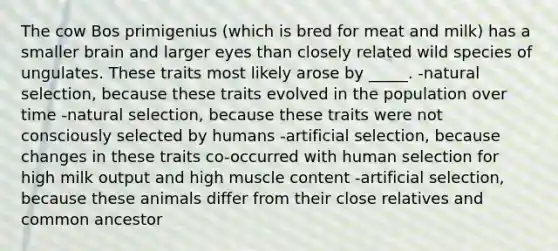 The cow Bos primigenius (which is bred for meat and milk) has a smaller brain and larger eyes than closely related wild species of ungulates. These traits most likely arose by _____. -natural selection, because these traits evolved in the population over time -natural selection, because these traits were not consciously selected by humans -artificial selection, because changes in these traits co-occurred with human selection for high milk output and high muscle content -artificial selection, because these animals differ from their close relatives and common ancestor