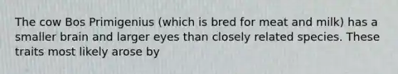 The cow Bos Primigenius (which is bred for meat and milk) has a smaller brain and larger eyes than closely related species. These traits most likely arose by