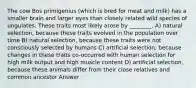 The cow Bos primigenius (which is bred for meat and milk) has a smaller brain and larger eyes than closely related wild species of ungulates. These traits most likely arose by ________. A) natural selection, because these traits evolved in the population over time B) natural selection, because these traits were not consciously selected by humans C) artificial selection, because changes in these traits co-occurred with human selection for high milk output and high muscle content D) artificial selection, because these animals differ from their close relatives and common ancestor Answer