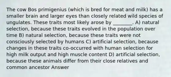 The cow Bos primigenius (which is bred for meat and milk) has a smaller brain and larger eyes than closely related wild species of ungulates. These traits most likely arose by ________. A) natural selection, because these traits evolved in the population over time B) natural selection, because these traits were not consciously selected by humans C) artificial selection, because changes in these traits co-occurred with human selection for high milk output and high muscle content D) artificial selection, because these animals differ from their close relatives and common ancestor Answer