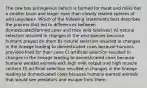 The cow bos primigenius (which is farmed for meat and milk) has a smaller brain and larger eyes than closely related species of wild ungulates. Which of the following statements best describes the process that led to differences between domesticated/farmed cows and their wild relatives? A) natural selection resulted in changes in the wild species because humans preyed on them B) natural selection resulted in changes in the lineage leading to domesticated cows because humans provided food for their cows C) artificial selection resulted in changes in the lineage leading to domesticated cows because humans wanted animals with high milk output and high muscle content D) artificial selection resulted in changes in the lineage leading to domesticated cows because humans wanted animals that would see predators and escape from them