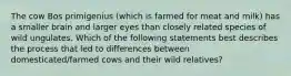 The cow Bos primigenius (which is farmed for meat and milk) has a smaller brain and larger eyes than closely related species of wild ungulates. Which of the following statements best describes the process that led to differences between domesticated/farmed cows and their wild relatives?