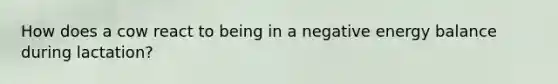 How does a cow react to being in a negative energy balance during lactation?