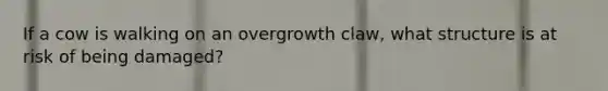 If a cow is walking on an overgrowth claw, what structure is at risk of being damaged?