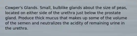 Cowper's Glands. Small, bulblike glands about the size of peas, located on either side of the urethra just below the prostate gland. Produce thick mucus that makes up some of the volume of the semen and neutralizes the acidity of remaining urine in the urethra.