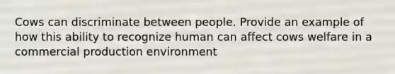 Cows can discriminate between people. Provide an example of how this ability to recognize human can affect cows welfare in a commercial production environment