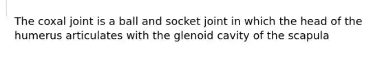 The coxal joint is a ball and socket joint in which the head of the humerus articulates with the glenoid cavity of the scapula