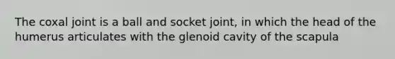 The coxal joint is a ball and socket joint, in which the head of the humerus articulates with the glenoid cavity of the scapula