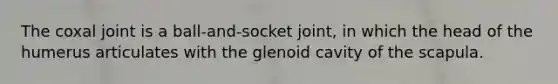 The coxal joint is a ball-and-socket joint, in which the head of the humerus articulates with the glenoid cavity of the scapula.