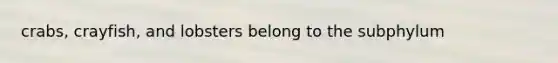 crabs, crayfish, and lobsters belong to the subphylum