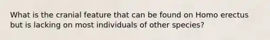 What is the cranial feature that can be found on Homo erectus but is lacking on most individuals of other species?