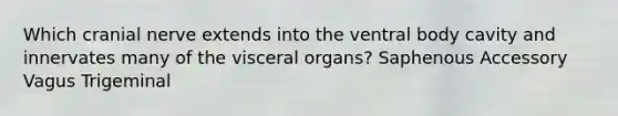 Which cranial nerve extends into the ventral body cavity and innervates many of the visceral organs? Saphenous Accessory Vagus Trigeminal