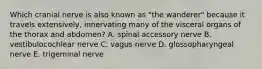 Which cranial nerve is also known as "the wanderer" because it travels extensively, innervating many of the visceral organs of the thorax and abdomen? A. spinal accessory nerve B. vestibulocochlear nerve C. vagus nerve D. glossopharyngeal nerve E. trigeminal nerve