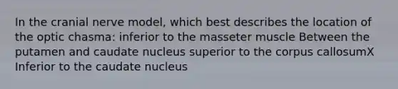 In the cranial nerve model, which best describes the location of the optic chasma: inferior to the masseter muscle Between the putamen and caudate nucleus superior to the corpus callosumX Inferior to the caudate nucleus