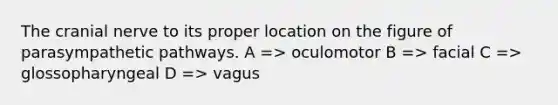 The cranial nerve to its proper location on the figure of parasympathetic pathways. A => oculomotor B => facial C => glossopharyngeal D => vagus