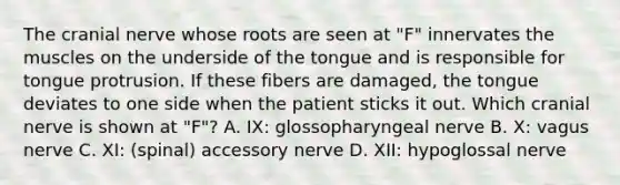 The cranial nerve whose roots are seen at "F" innervates the muscles on the underside of the tongue and is responsible for tongue protrusion. If these fibers are damaged, the tongue deviates to one side when the patient sticks it out. Which cranial nerve is shown at "F"? A. IX: glossopharyngeal nerve B. X: vagus nerve C. XI: (spinal) accessory nerve D. XII: hypoglossal nerve