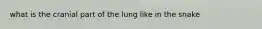 what is the cranial part of the lung like in the snake