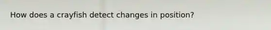How does a crayfish detect changes in position?