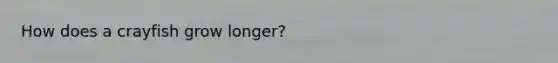 How does a crayfish grow longer?