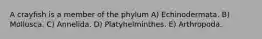 A crayfish is a member of the phylum A) Echinodermata. B) Mollusca. C) Annelida. D) Platyhelminthes. E) Arthropoda.