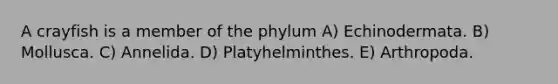 A crayfish is a member of the phylum A) Echinodermata. B) Mollusca. C) Annelida. D) Platyhelminthes. E) Arthropoda.