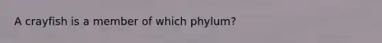 A crayfish is a member of which phylum?