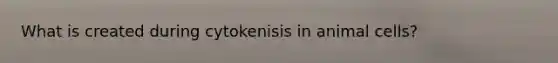 What is created during cytokenisis in animal cells?