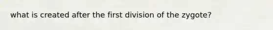 what is created after the first division of the zygote?
